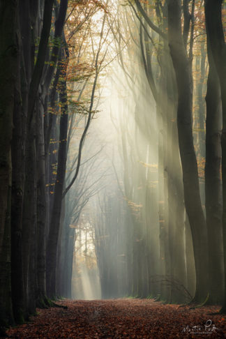 FOREST, Martin Podt, Sunlight, autumn, tree, trees